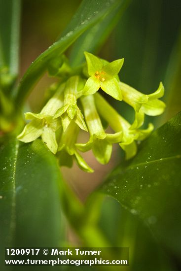 Daphne laureola