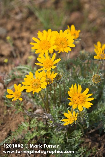 Balsamorhiza hookeri