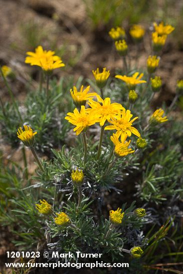 Nestotus stenophyllus (Haplopappus stenophyllus)