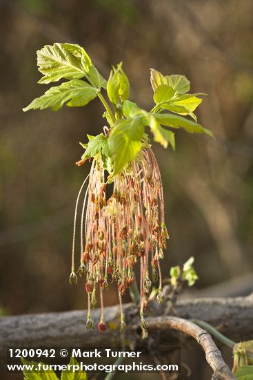 Acer negundo