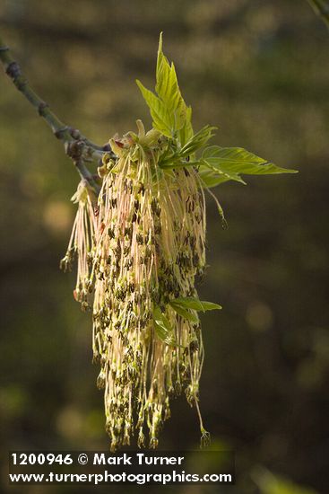 Acer negundo