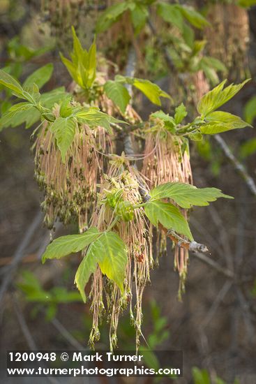 Acer negundo