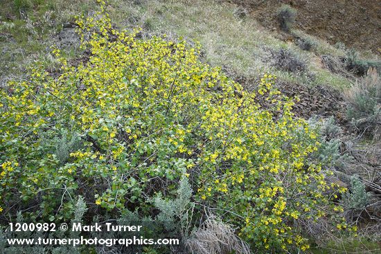 Ribes aureum