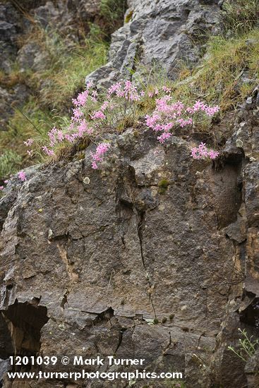 Phlox colubrina