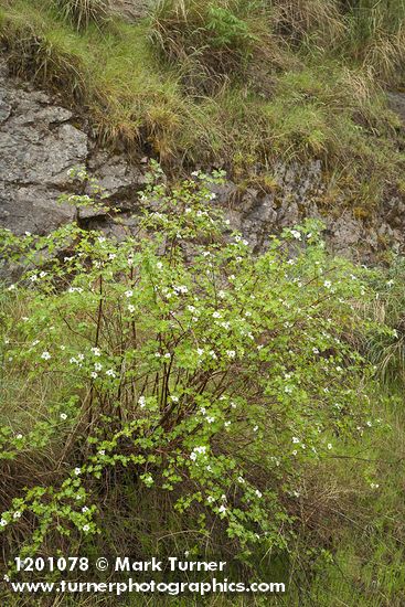 Rubus bartonianus