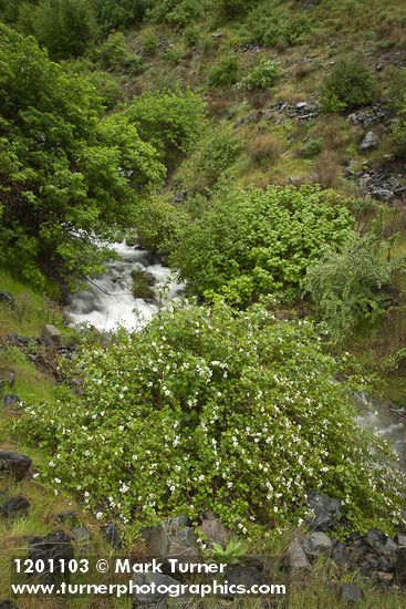 Rubus bartonianus; Ribes niveum