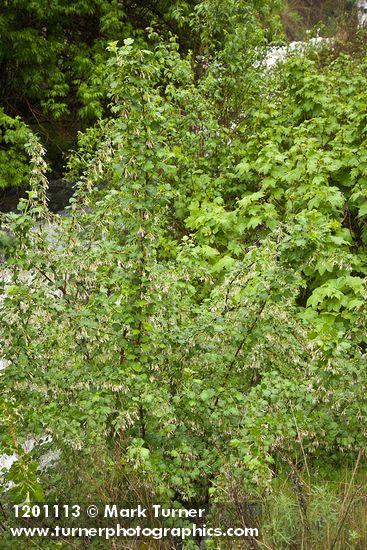 Ribes niveum