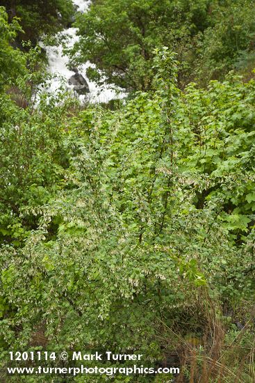 Ribes niveum