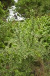 Snake River Gooseberry
