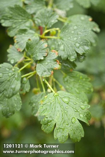 Ribes niveum