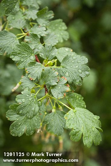 Ribes niveum