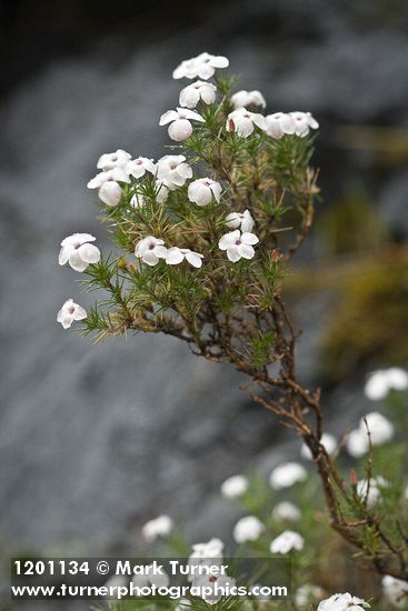Phlox caespitosa
