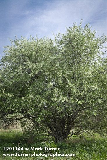 Elaeagnus umbellata