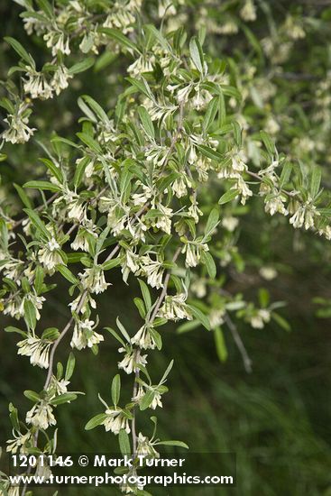 Elaeagnus umbellata