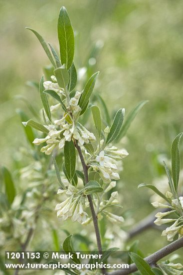 Elaeagnus umbellata