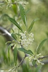Autumn Olive blossoms & foliage