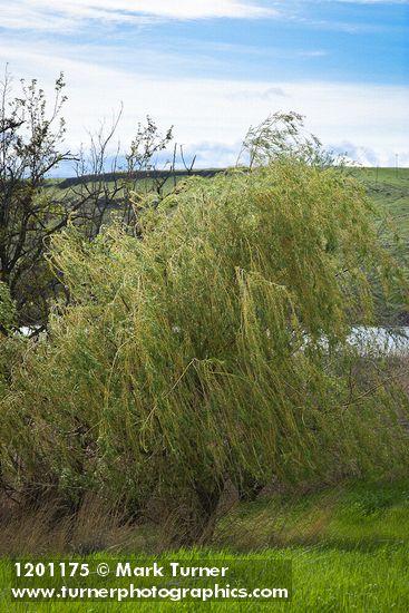 Salix alba