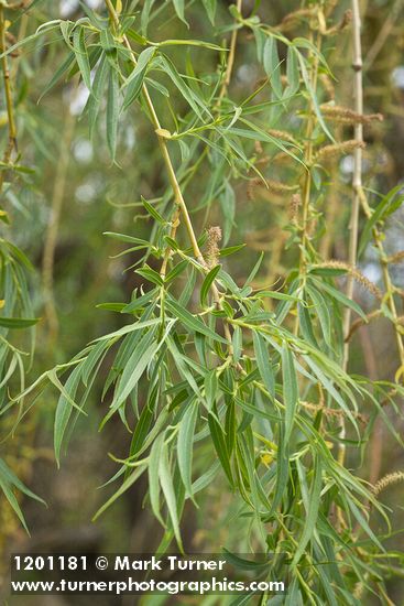 Salix alba