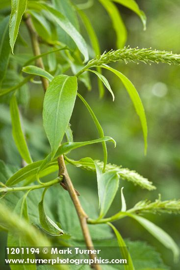 Salix ×fragilis