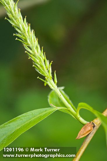 Salix ×fragilis