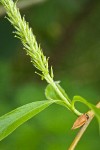 Crack Willow female catkin detail