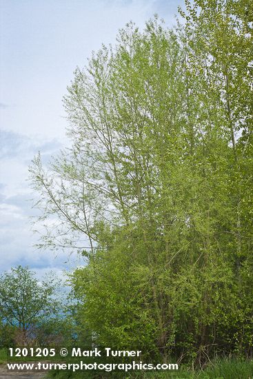 Salix ×fragilis