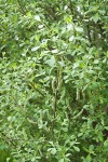 Sitka Willow (female)