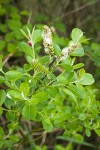 Sitka Willow foliage & female catkins