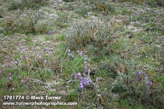 Olsynium douglasii; Draba verna; Artemisia tridentata