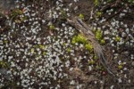 Spring Whitlow-grass
