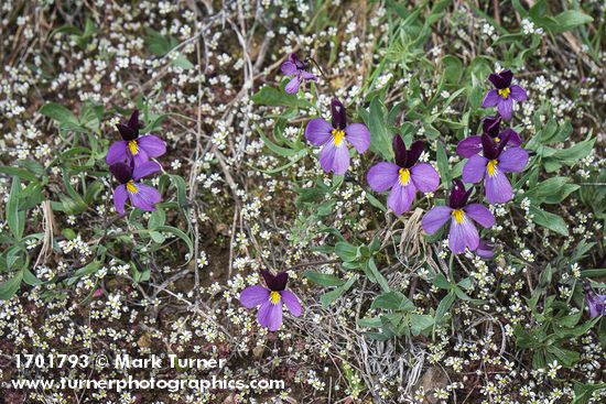 Viola trinervata; Draba verna