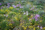 Grass Widows among Spring Whitlow-grass & Gold Stars