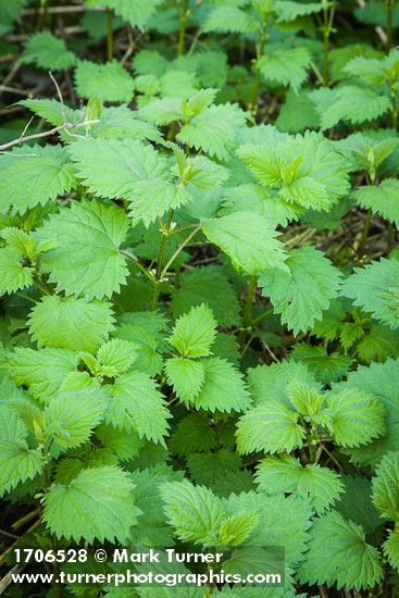 Urtica dioica