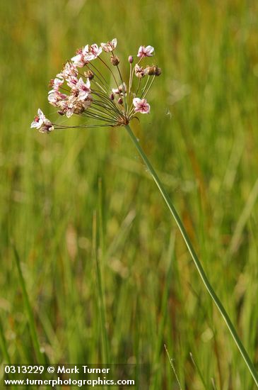 Butomus umbellatus