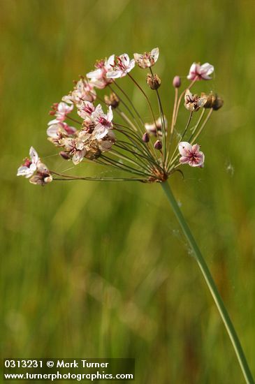 Butomus umbellatus