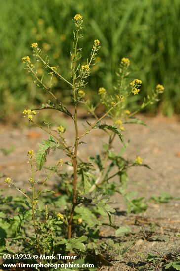 Barbarea orthoceras