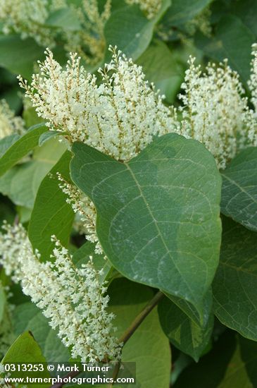 Polygonum cuspidatum