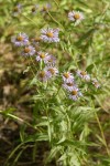Three-nerved Daisies