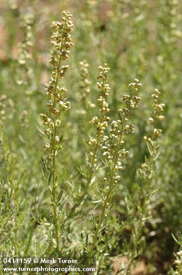 Artemisia michauxiana