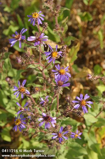 Eurybia integrifolia (Aster integrifolius)