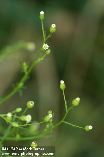 Conyza canadensis