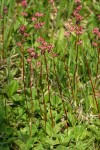 Leatherleaf Saxifrage (in fruit)