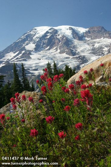Castilleja parviflora var. oreopola; Lupinus arcticus ssp. subalpinus