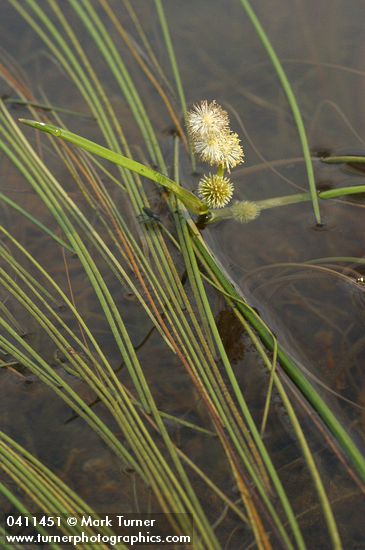 Sparganium natans