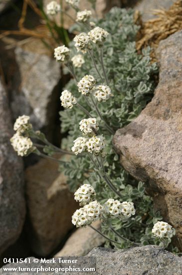 Smelowskia ovalis