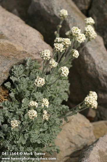 Smelowskia ovalis