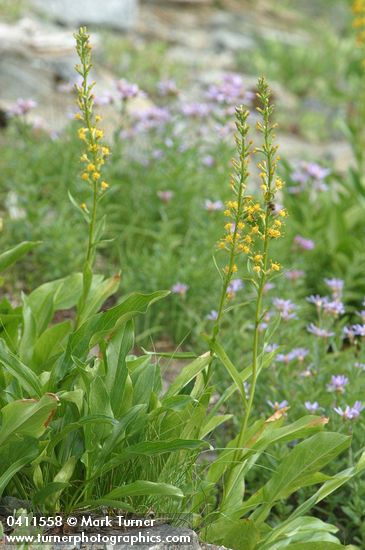 Rainiera stricta