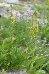 Tongue-leaved Luina