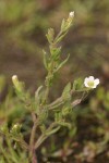 Common Hedge-hyssop