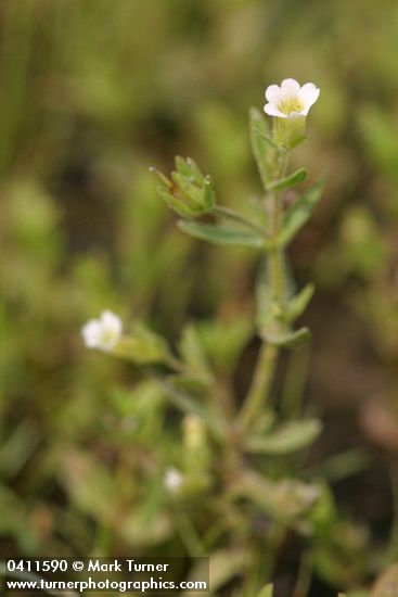 Gratiola neglecta